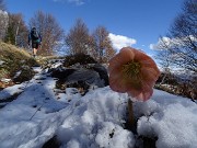 43 Helleborus niger (Elleboro) tra spruzzatina di neve